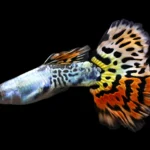 Guppy Leopard Red CASAL