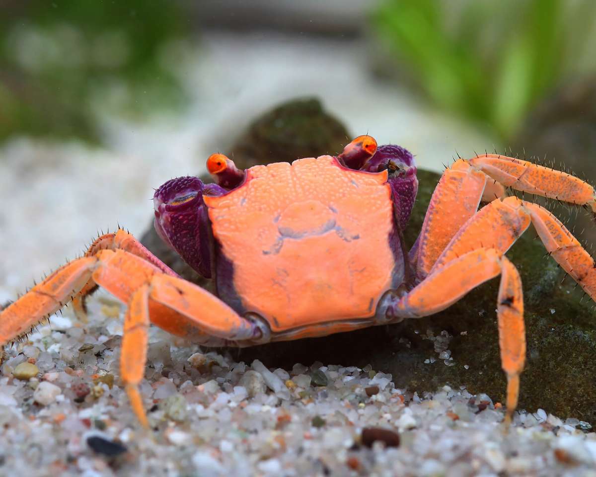 Geosesarma Orange Disco