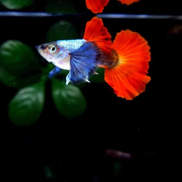 Guppy Blac Ear Platinum Dumbo Red Tail