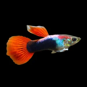 Guppy Red Neon