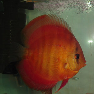 Red Rose Discus