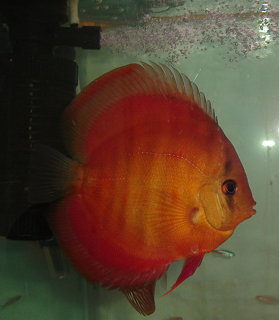 Red Rose Discus