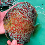 Discus Super King Viper