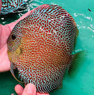 Super King Viper Discus Super King Viper Discus