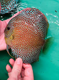 Super King Viper Discus Super King Viper Discus