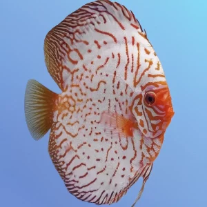 White Pigeon Discus
