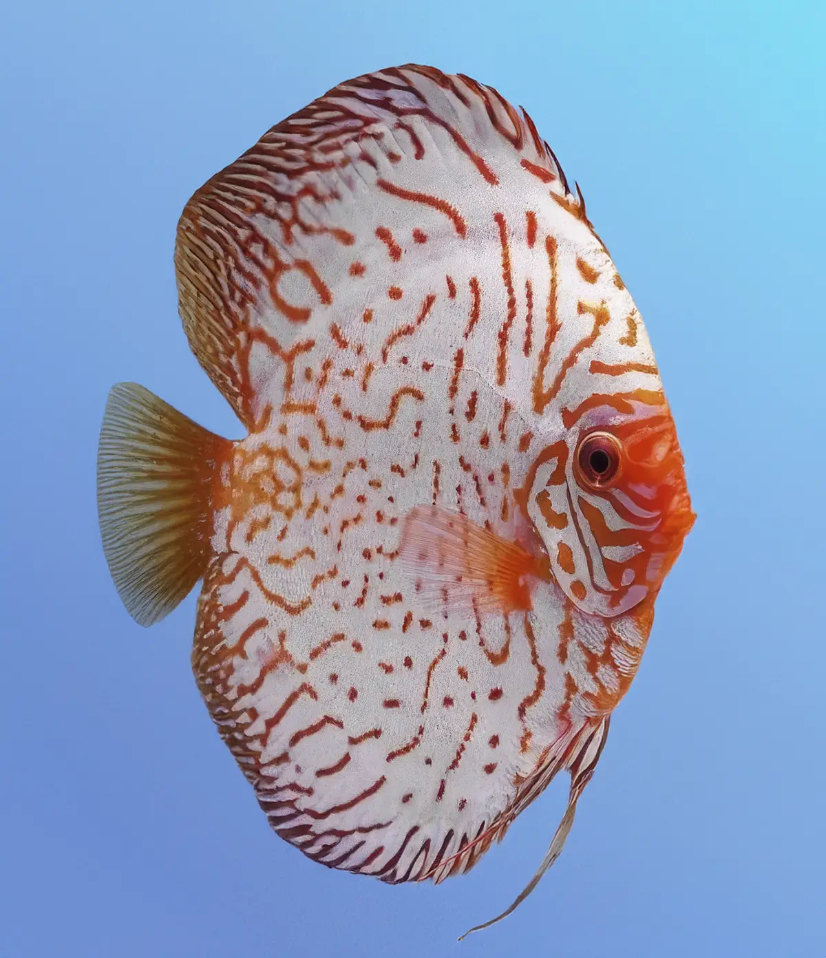 White Pigeon Discus