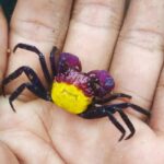 Geosesarma Yellow Vampire