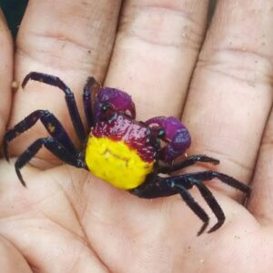 Geosesarma Yellow Vampire