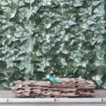 Dragon Wood x 1,43kg