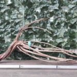 Raiz Jarilla Nacional L 1004