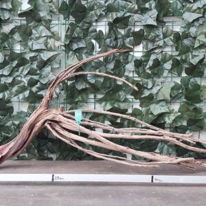 Raiz Jarilla Nacional L 1004