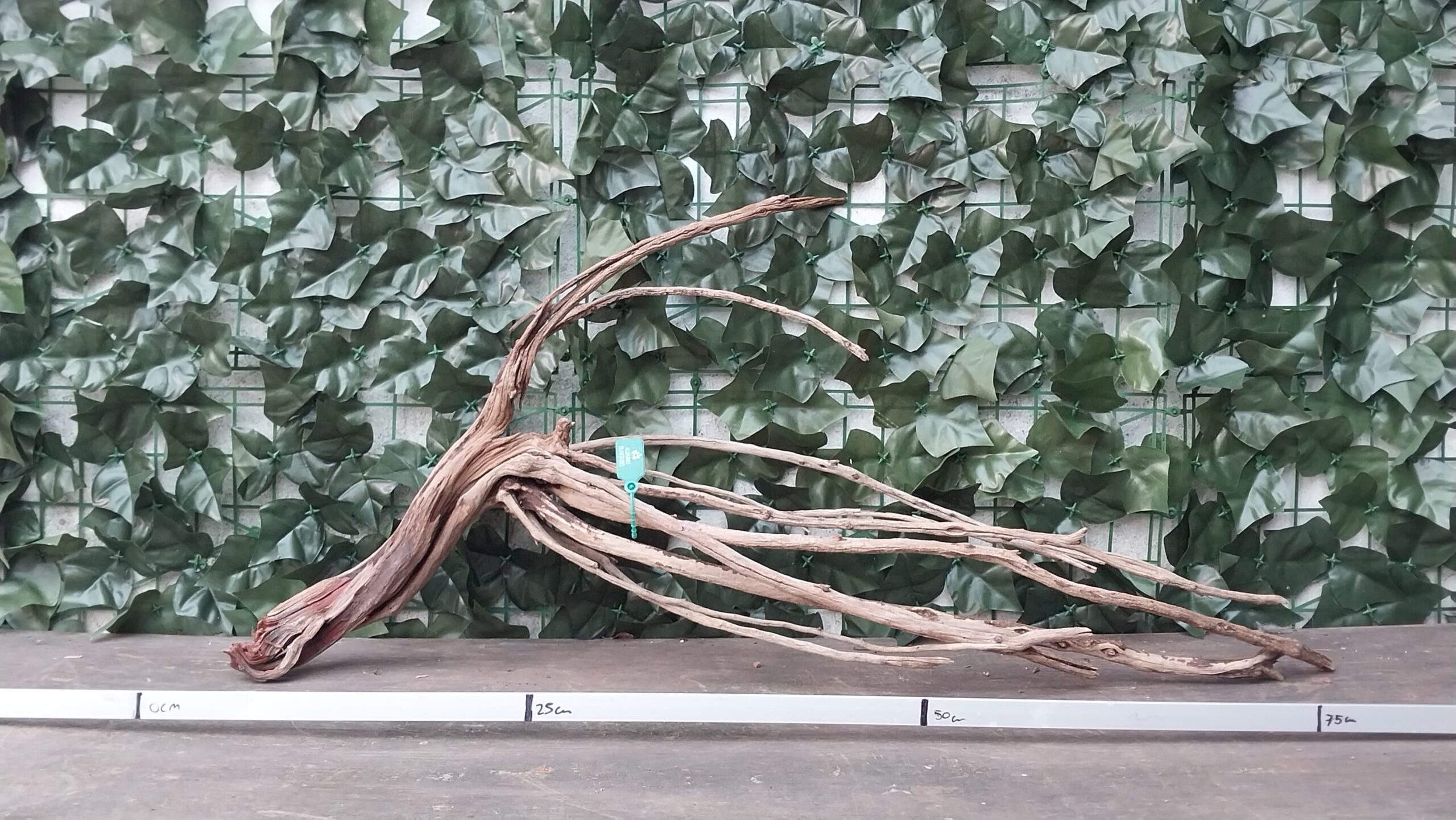 Raiz Jarilla Nacional L 1004