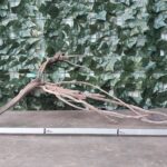 Raiz Jarilla Nacional L 1009