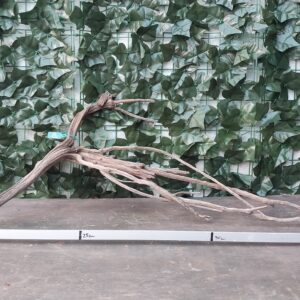 Raiz Jarilla Nacional L 1009