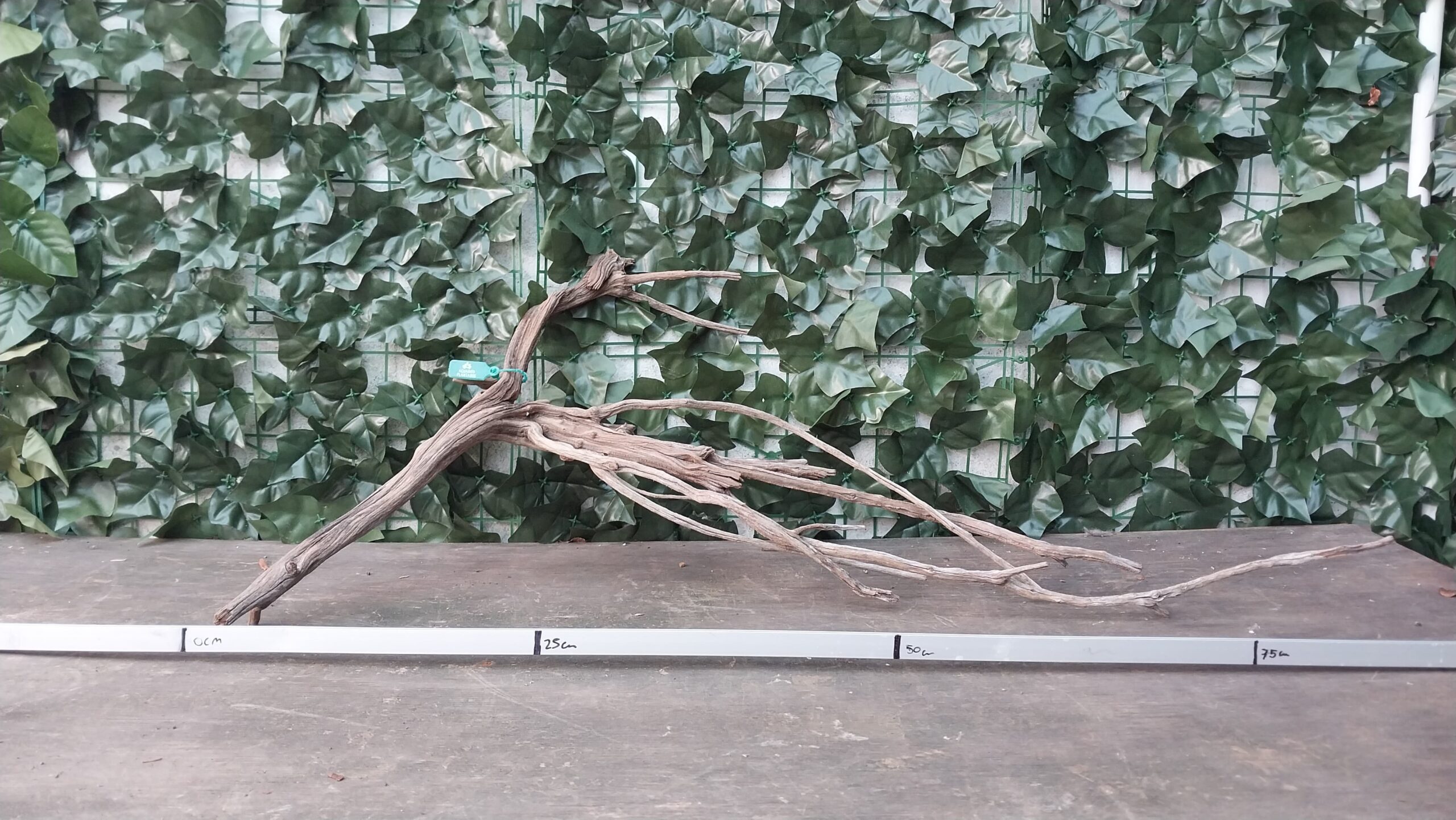 Raiz Jarilla Nacional L 1009