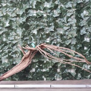 Raiz Jarilla Nacional XL 1005