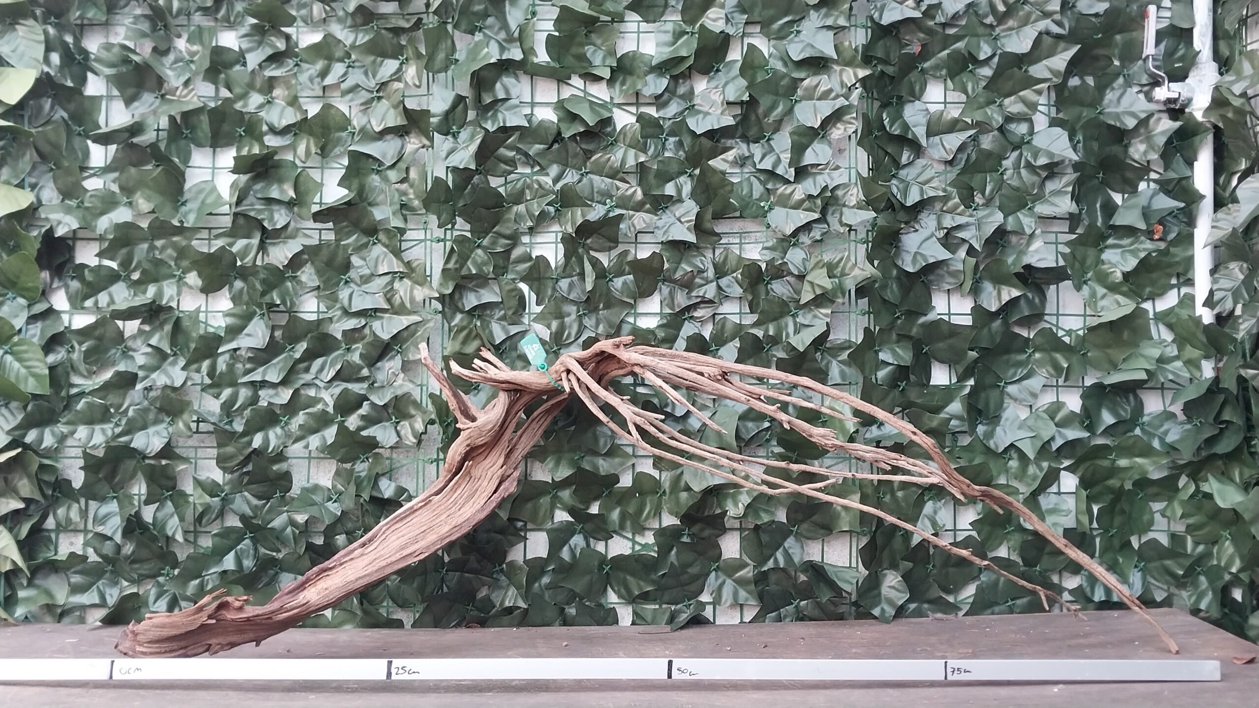 Raiz Jarilla Nacional XL 1005