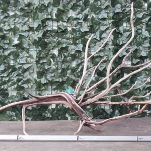 Raiz Jarilla Nacional XL 1006