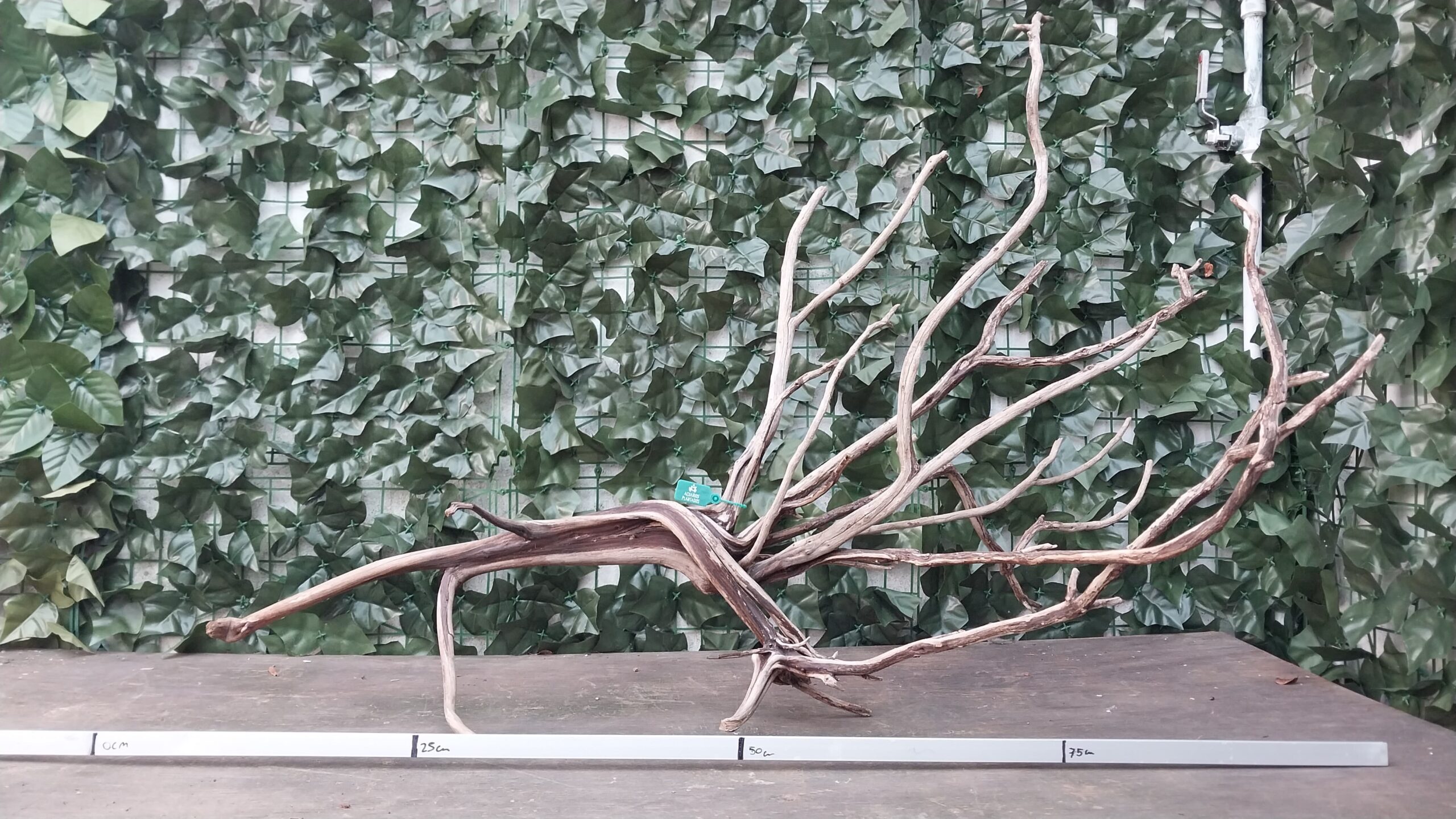 Raiz Jarilla Nacional XL 1006