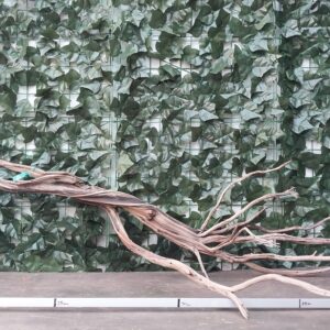 Raiz Jarilla Nacional XXL 1002