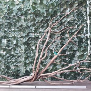 Raiz Jarilla Nacional XXL 1008