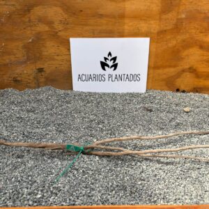 Raiz Jarilla Nacional M 1003