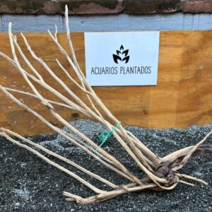 Raiz Jarilla Nacional XL 1200