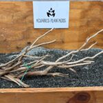 Raiz Jarilla Nacional XL 1201