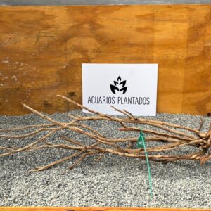 Raiz Roja XL 1006 - Image 1