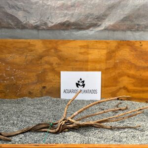 Raiz Roja XL 1013 - Image 1