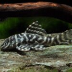 Hypancistrus sp. L129