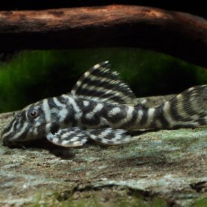 Hypancistrus sp. L129 Hypancistrus sp. L129