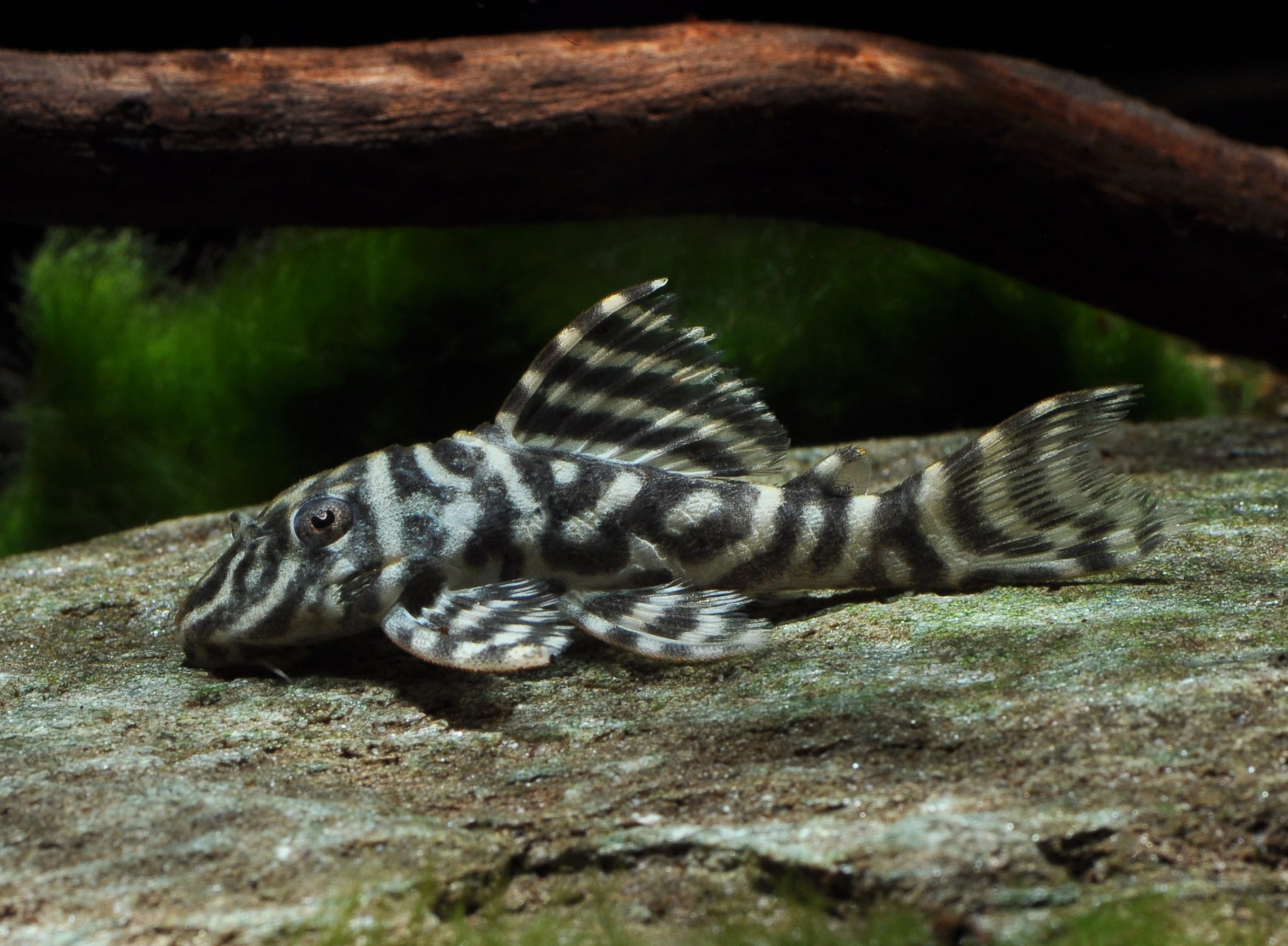 Hypancistrus sp. L129