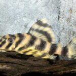 Peckoltia Vittata L140