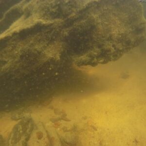 Hypancistrus sp. L475 - Image 3