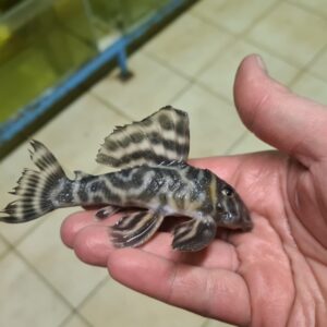 Hypancistrus sp. L475 Hypancistrus sp. L475