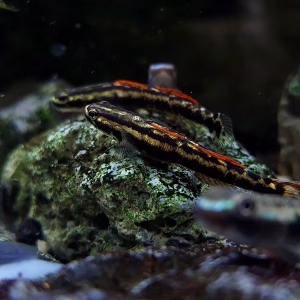 Stiphodon aureofuscus