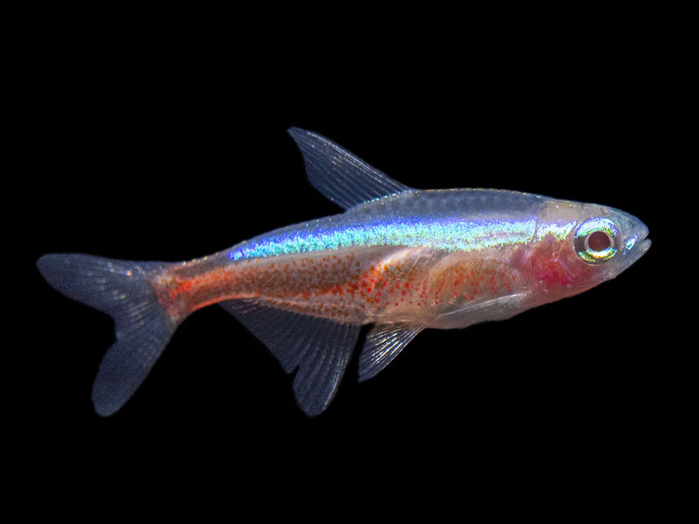 Tetra Neon Cardenal Albino