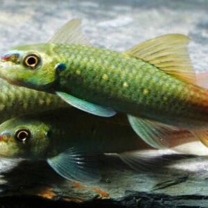 Garra Red Tail - Image 1