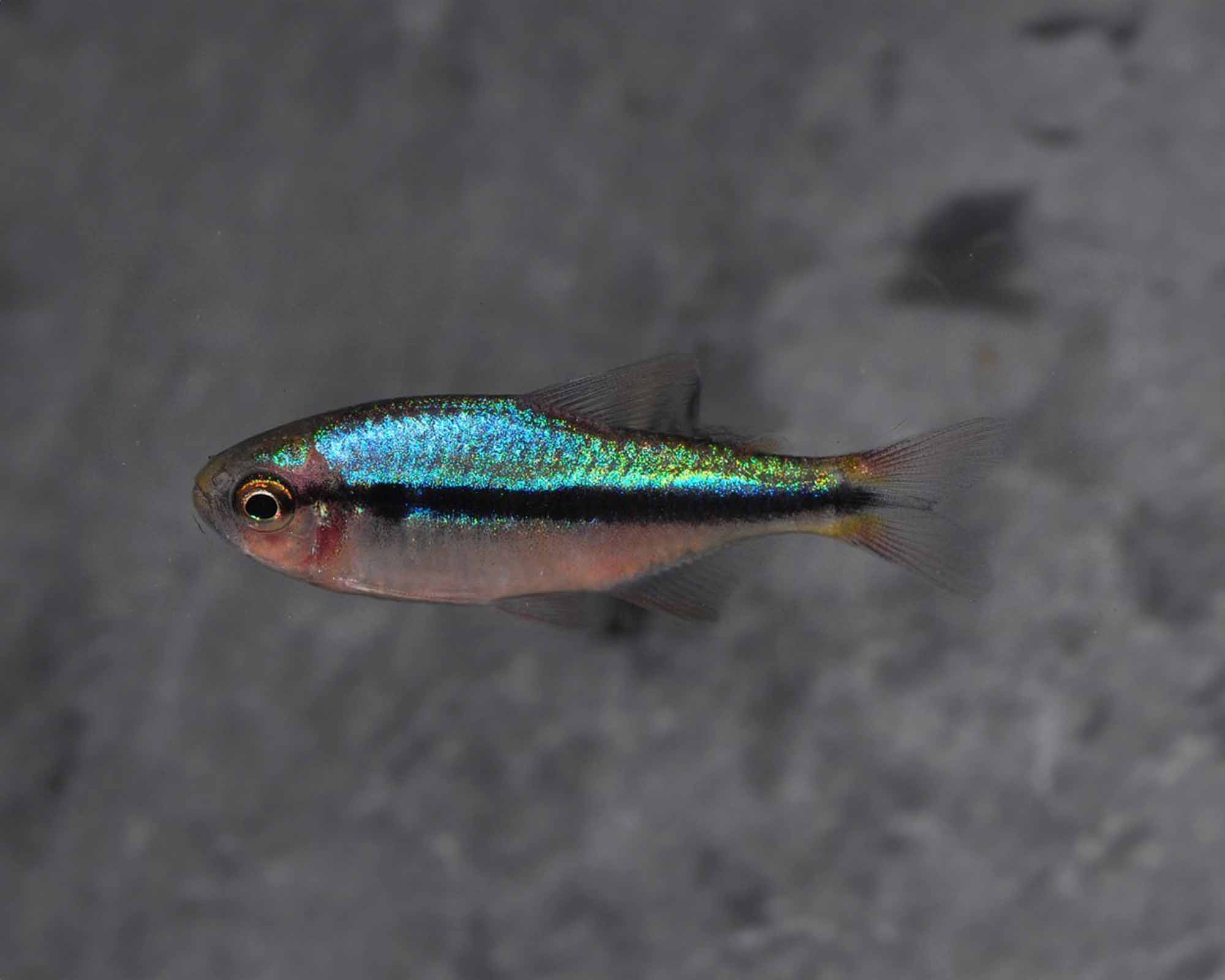 Tetra Arcoiris