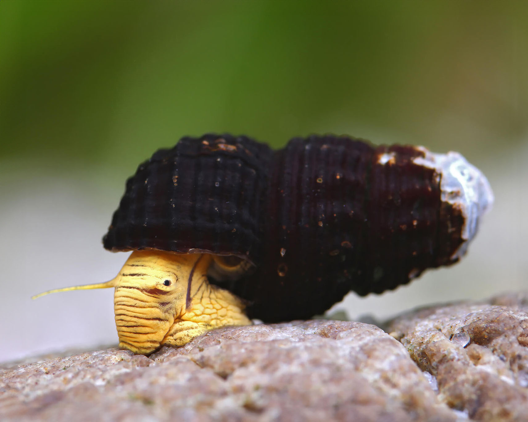 Tylomelania sp. Mini Yellow