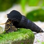 Tylomelania sp.Yellow Spoted