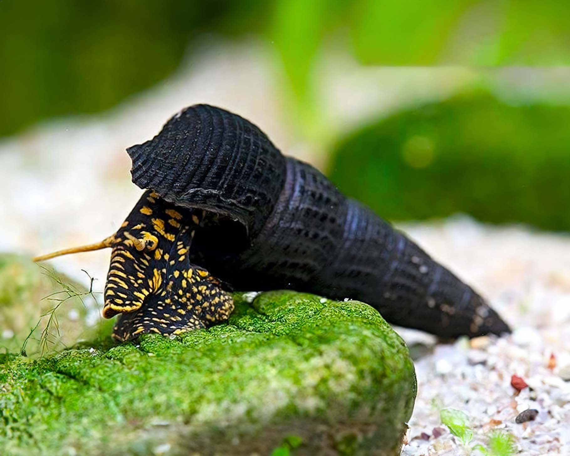 Tylomelania sp.Yellow Spoted