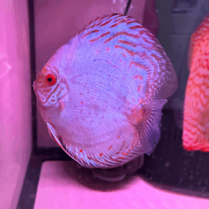Discus White Dragon