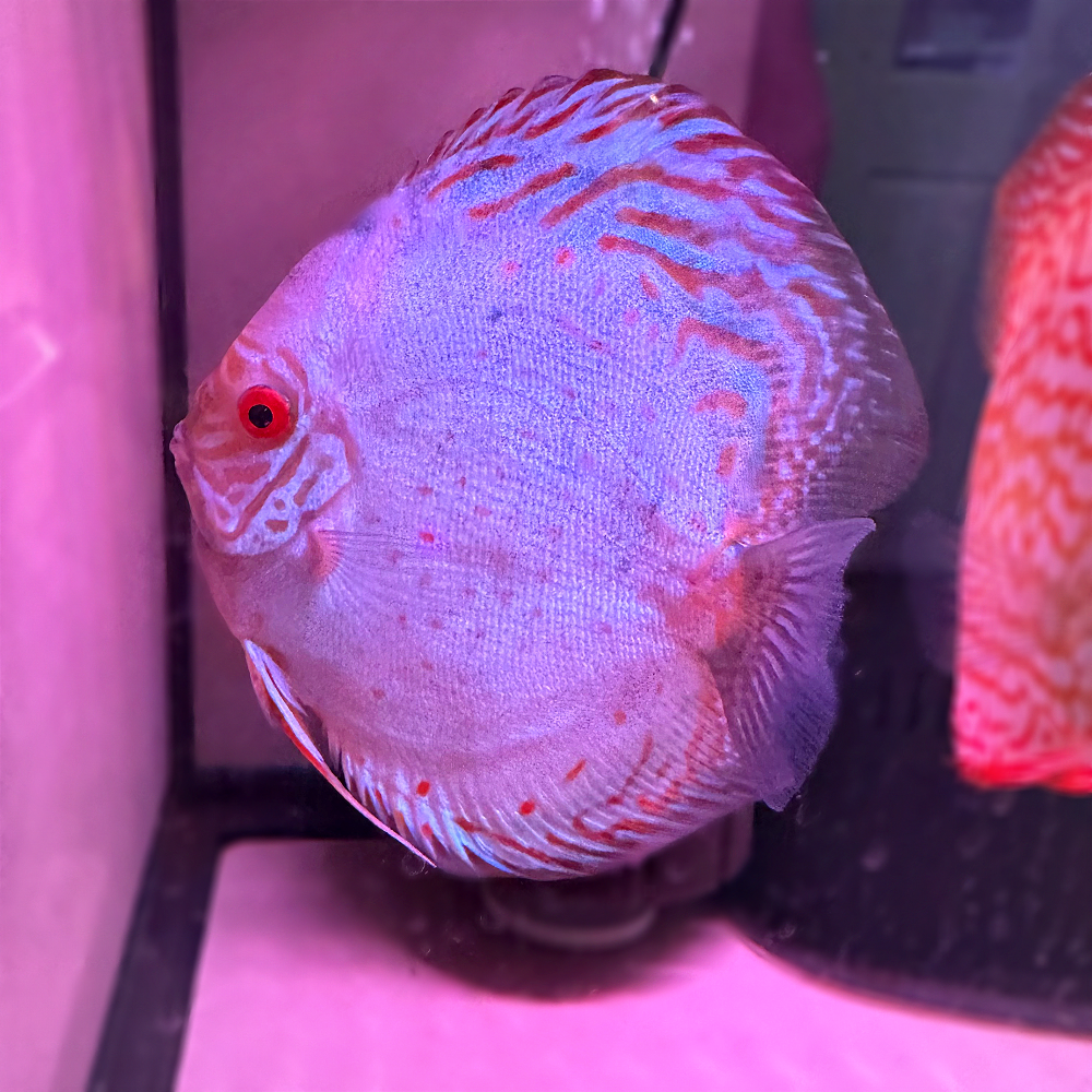 Discus White Dragon