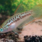 Gourami Pigmy