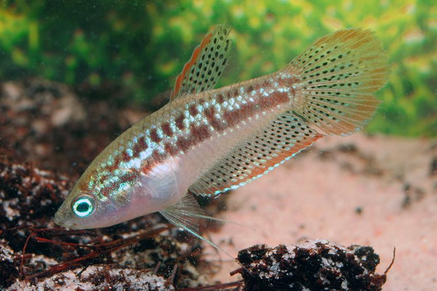 Gourami Pigmy