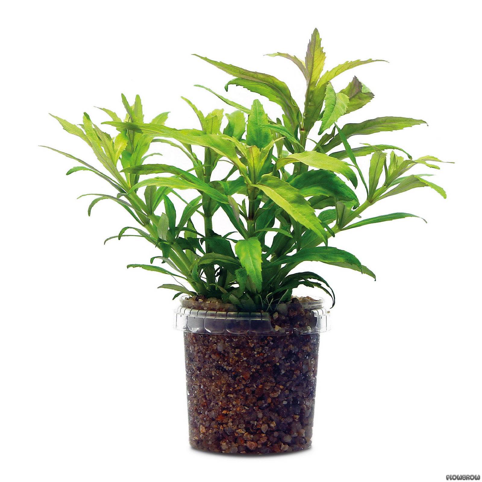 Pogostemon Sampsonii