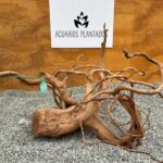 Raiz Azalea 1011 x 1220gr